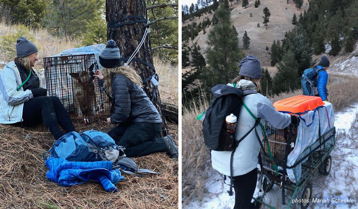 Images of volunteers safely recapturing Yoda the missing shelter dog in the mountains near Missoula, Montana. Images of volunteers safely recapturing Yoda the missing shelter dog in the mountains near Missoula, Montana.