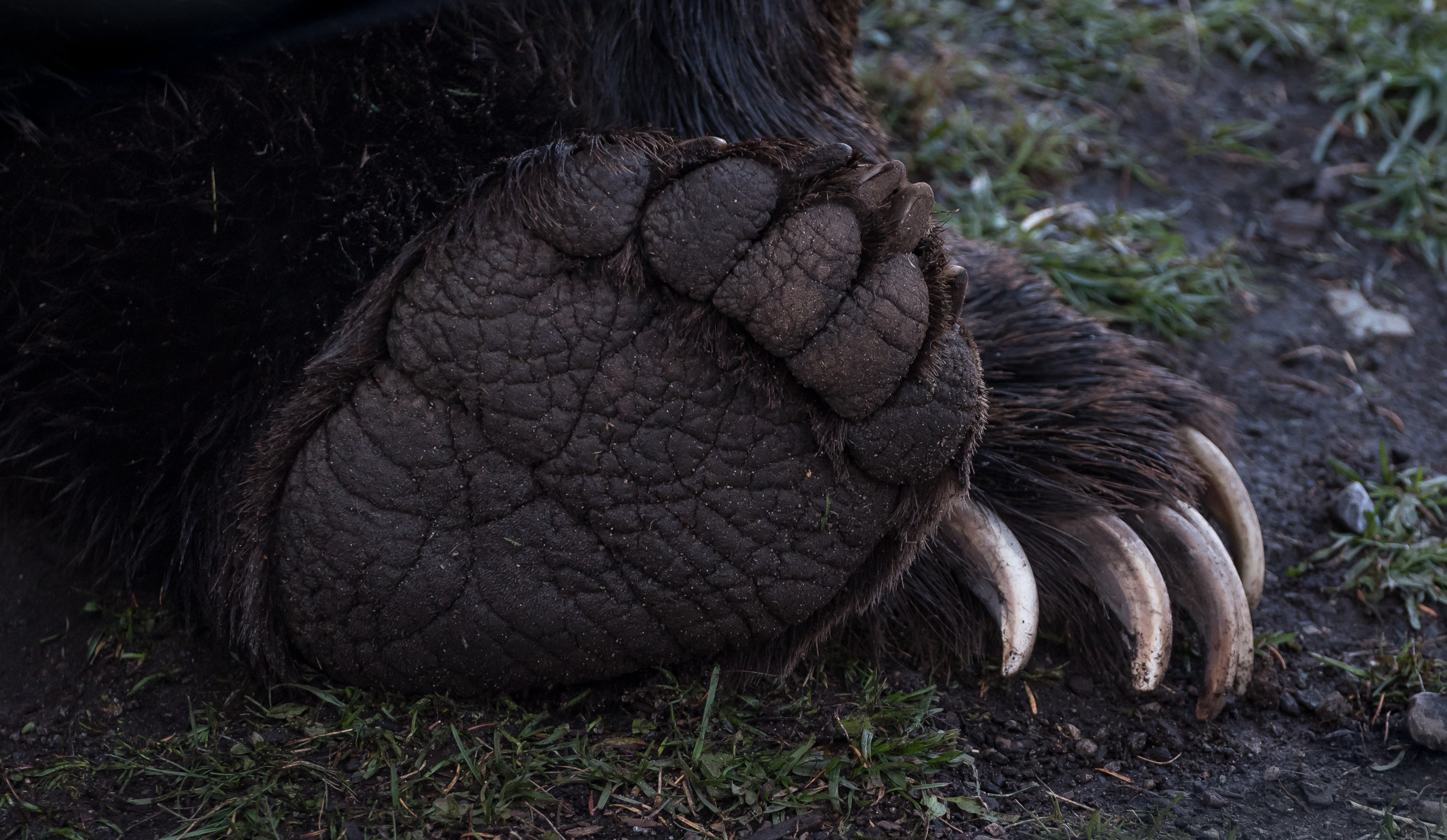Wyoming approves a strict hunting season on grizzlies, around the greater Yellowstone Ecosystem Wyoming approves a strict hunting season on grizzlies, around the greater Yellowstone Ecosystem
