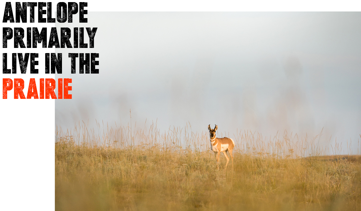 Antelope in prairie. Antelope in prairie.