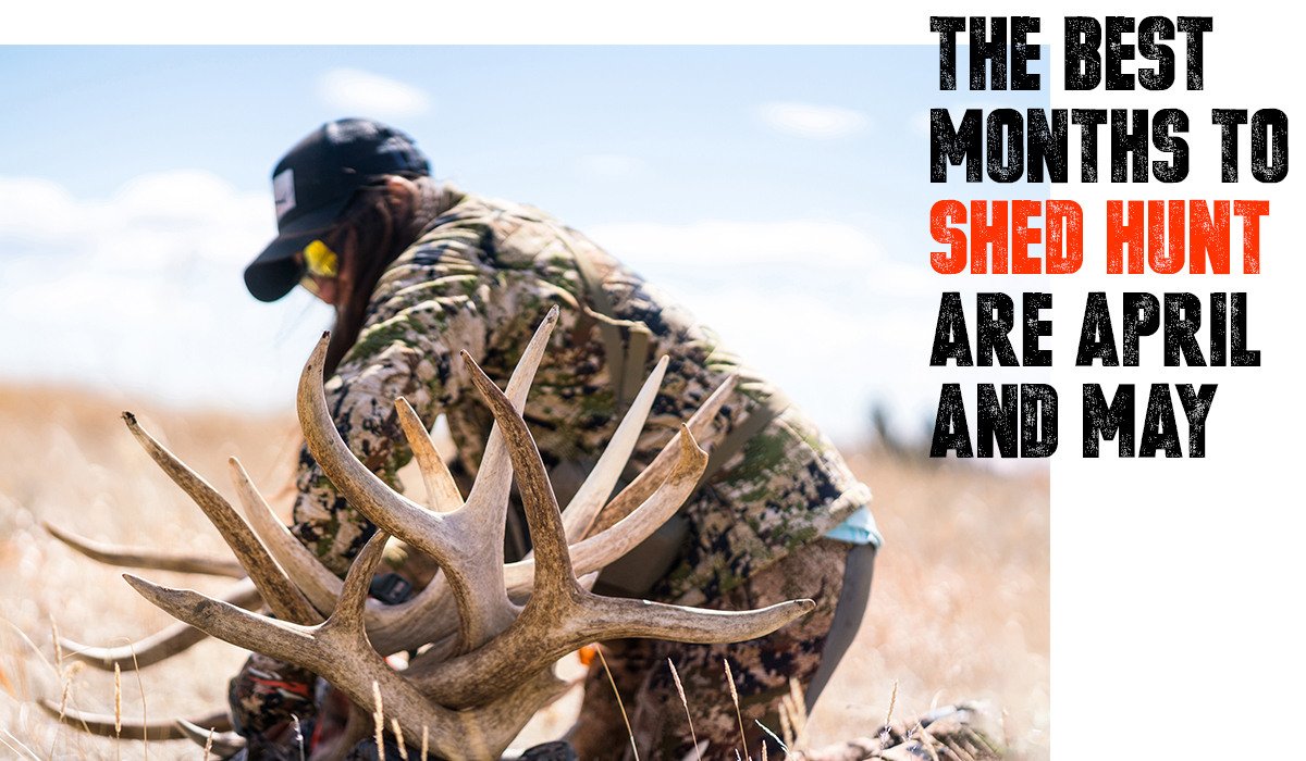 The best months to shed hunt with Steven Drake. Image of woman with pile of sheds. The best months to shed hunt with Steven Drake. Image of woman with pile of sheds.