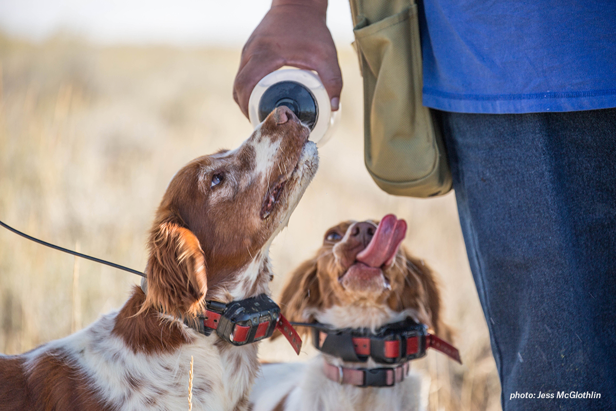 Hunter waters his Brittany while hunting sage grouse in eastern Montana. Hunter waters his Brittany while hunting sage grouse in eastern Montana.