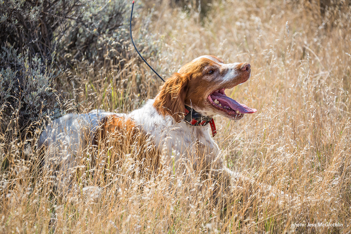 A tired Brittany takes a break while hunting sage grouse in eastern Montana. A tired Brittany takes a break while hunting sage grouse in eastern Montana.