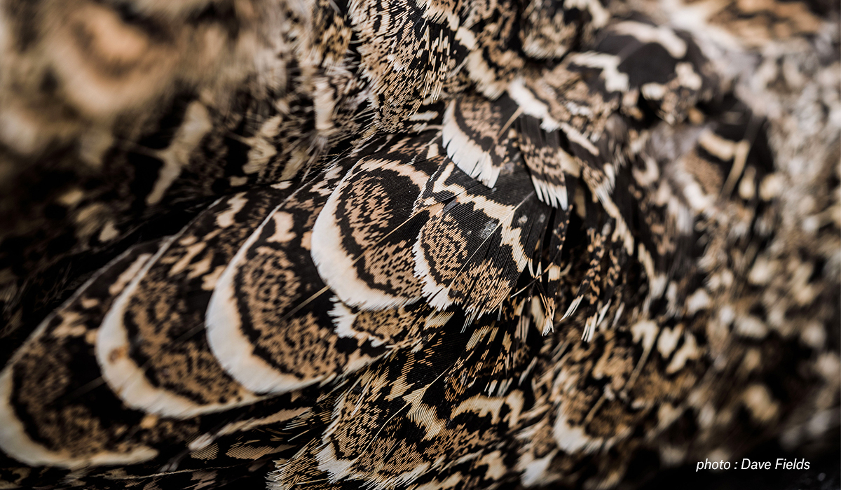 Closeup image of a grouse. Closeup image of a grouse.