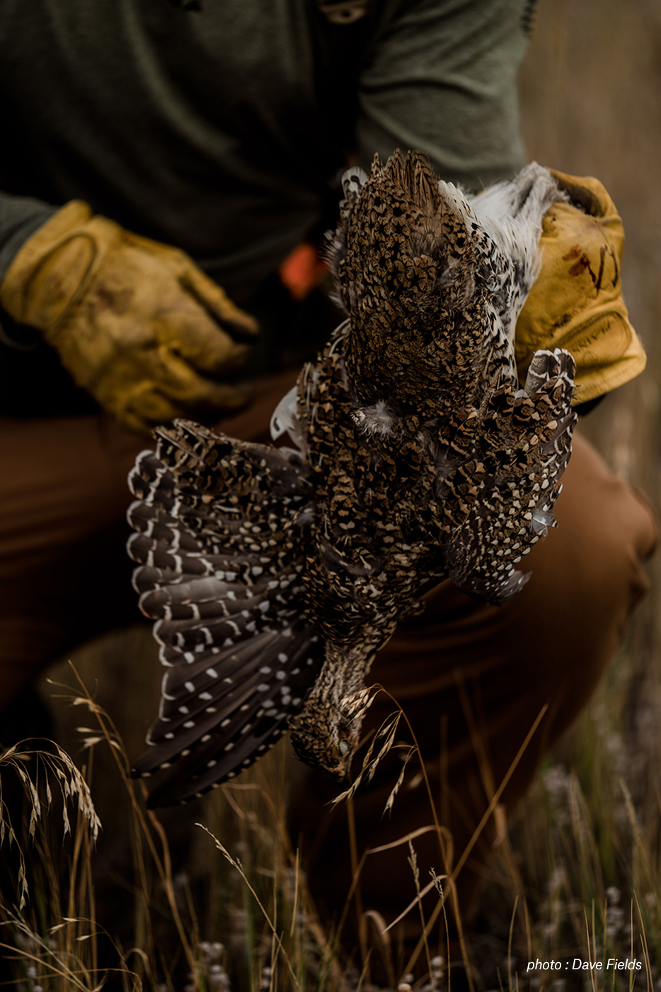 A hunter wearing gloves holds a grouse. A hunter wearing gloves holds a grouse.