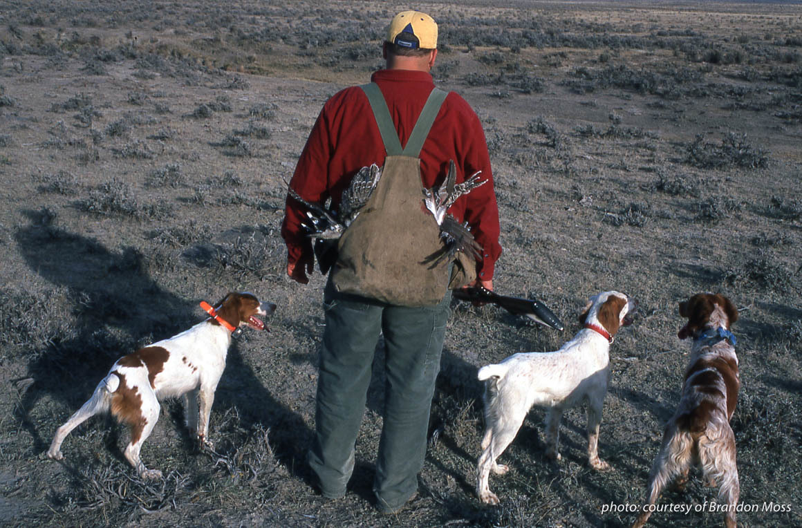 Man upland hunting with three Brittany spaniels. Man upland hunting with three Brittany spaniels.