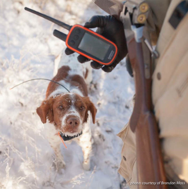 GPS device and Brittany spaniel dog upland hunting in snow in Montana. GPS device and Brittany spaniel dog upland hunting in snow in Montana.
