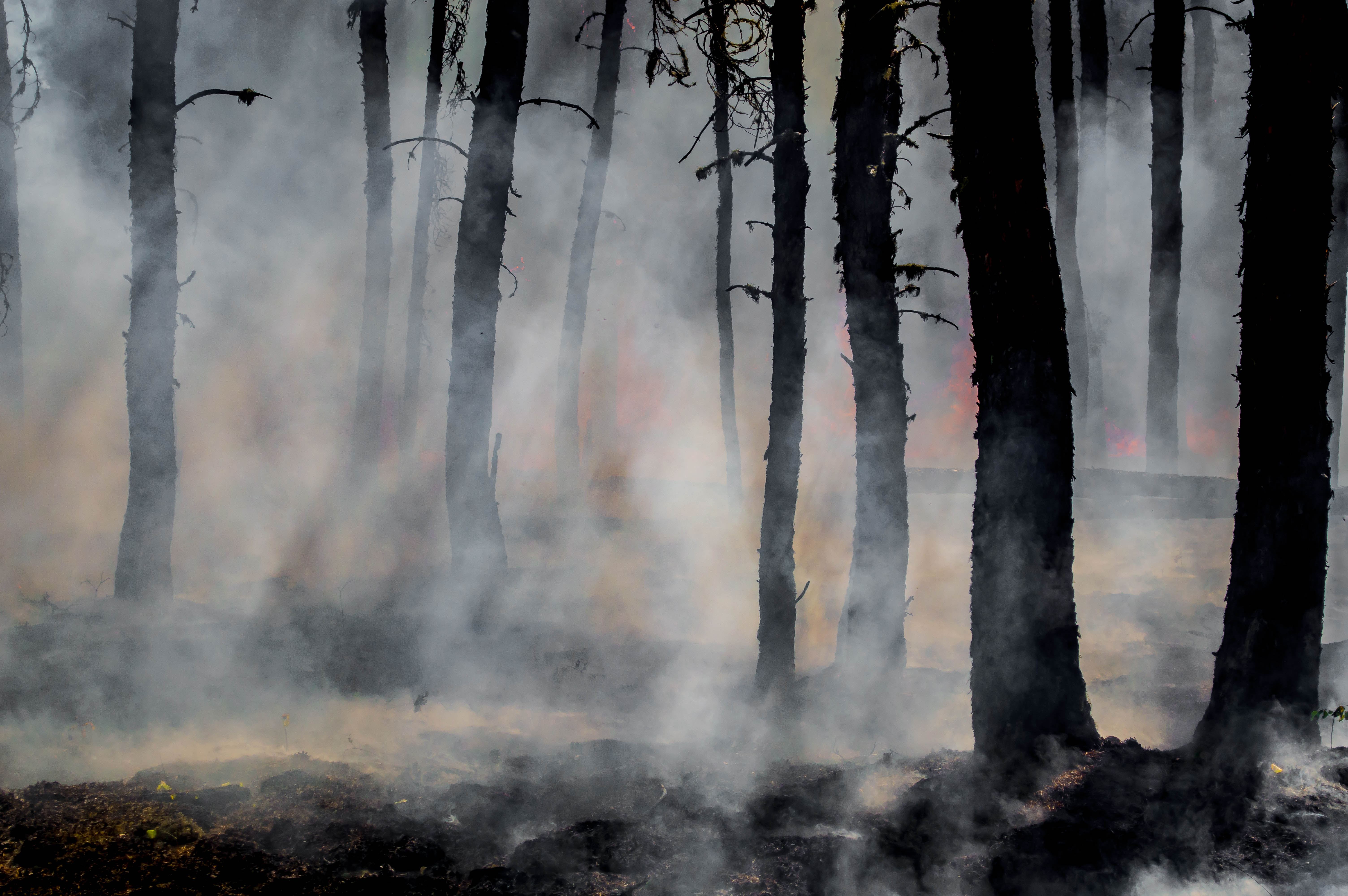 Wildfire burning in smoky woods. Wildfire burning in smoky woods.