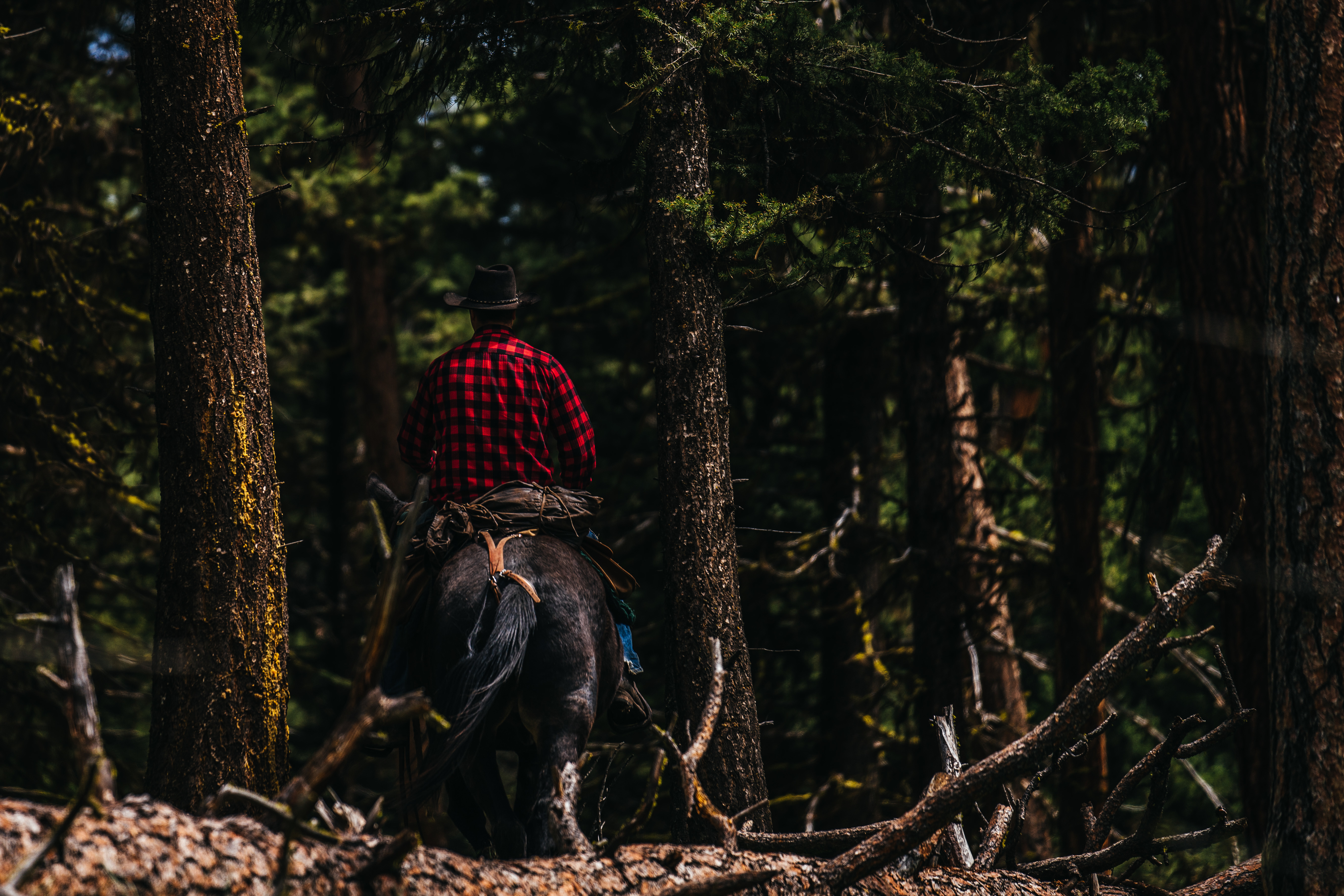 A horseman rides through the woods looking for elk antlers. A horseman rides through the woods looking for elk antlers.