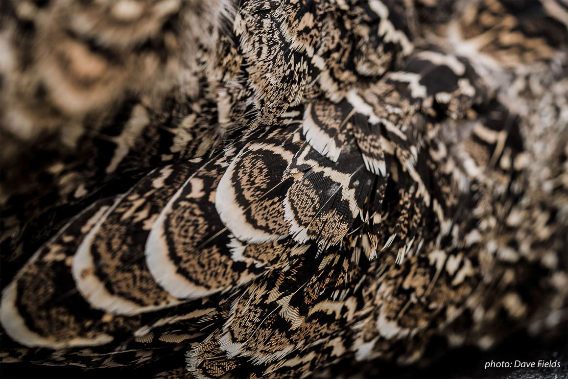 Fine feather details of a bird shot while upland bird hunting in eastern Montana. Fine feather details of a bird shot while upland bird hunting in eastern Montana.