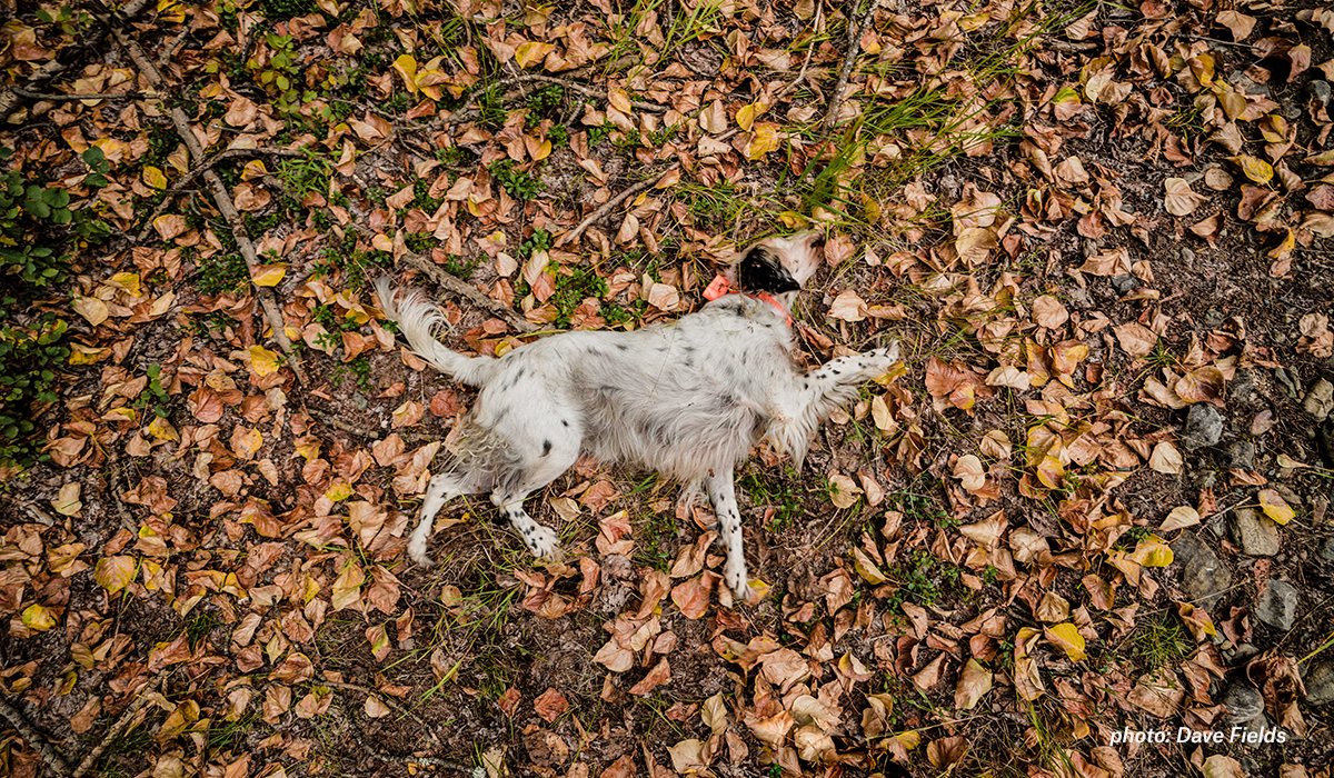 Setter playing in leaves while upland hunting in Montana. Setter playing in leaves while upland hunting in Montana.