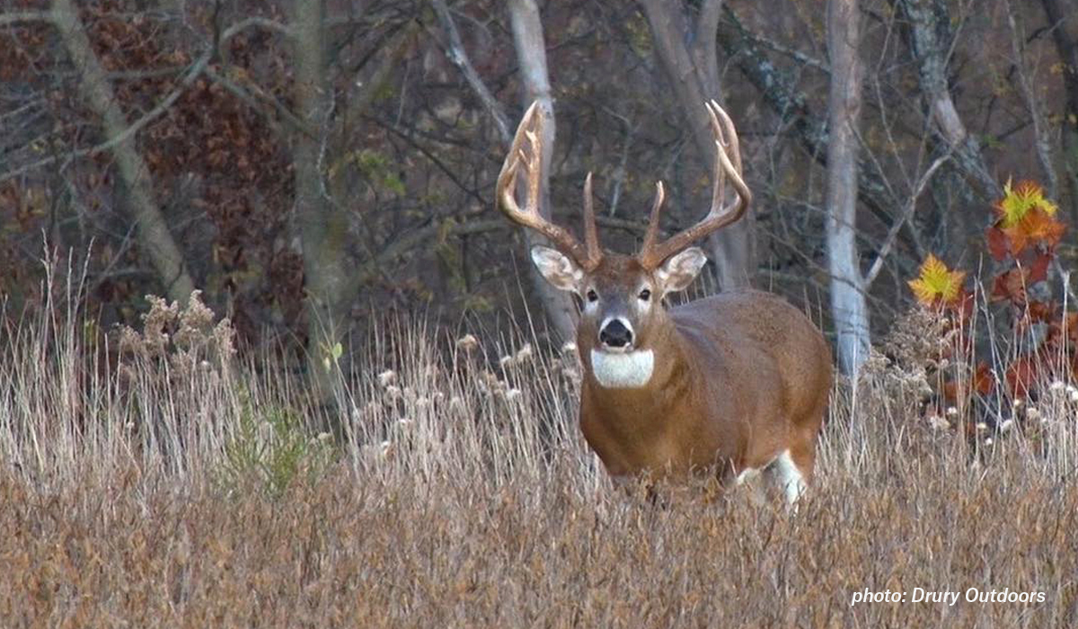 Image of big whitetail buck in the woods from Drury Outdoors. Image of big whitetail buck in the woods from Drury Outdoors.