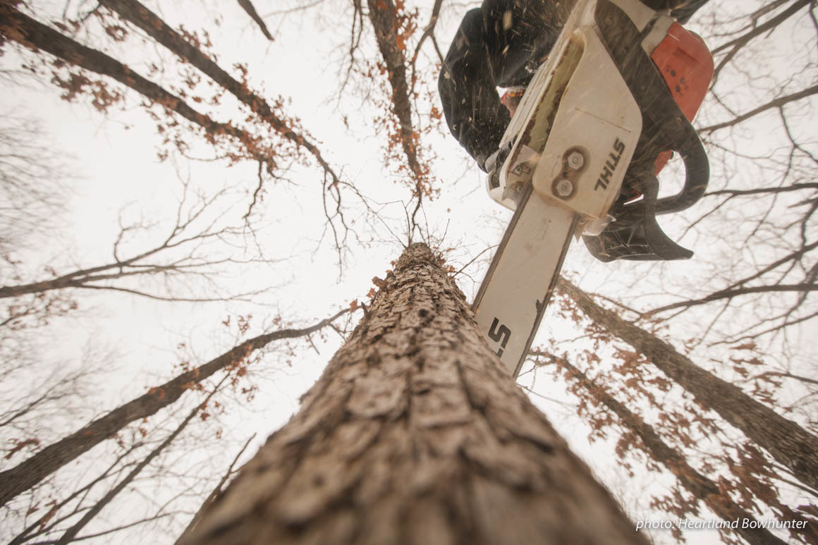 Chainsaw cuts into a tree in the woods during winter. Chainsaw cuts into a tree in the woods during winter.