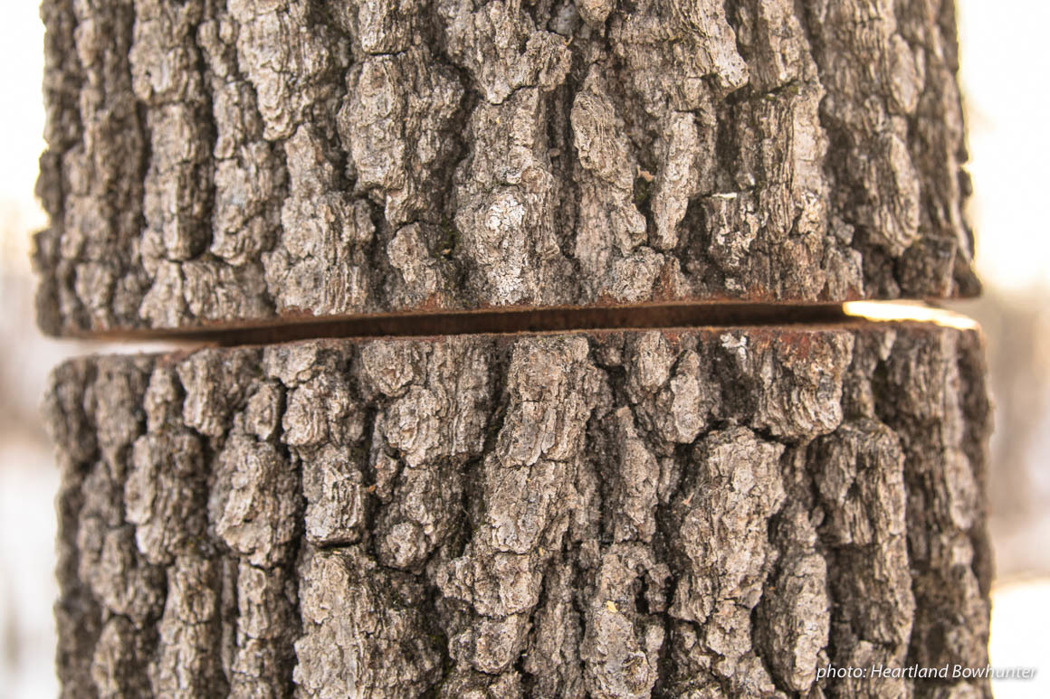 Chainsaw cut on tree in winter in woods. Chainsaw cut on tree in winter in woods.
