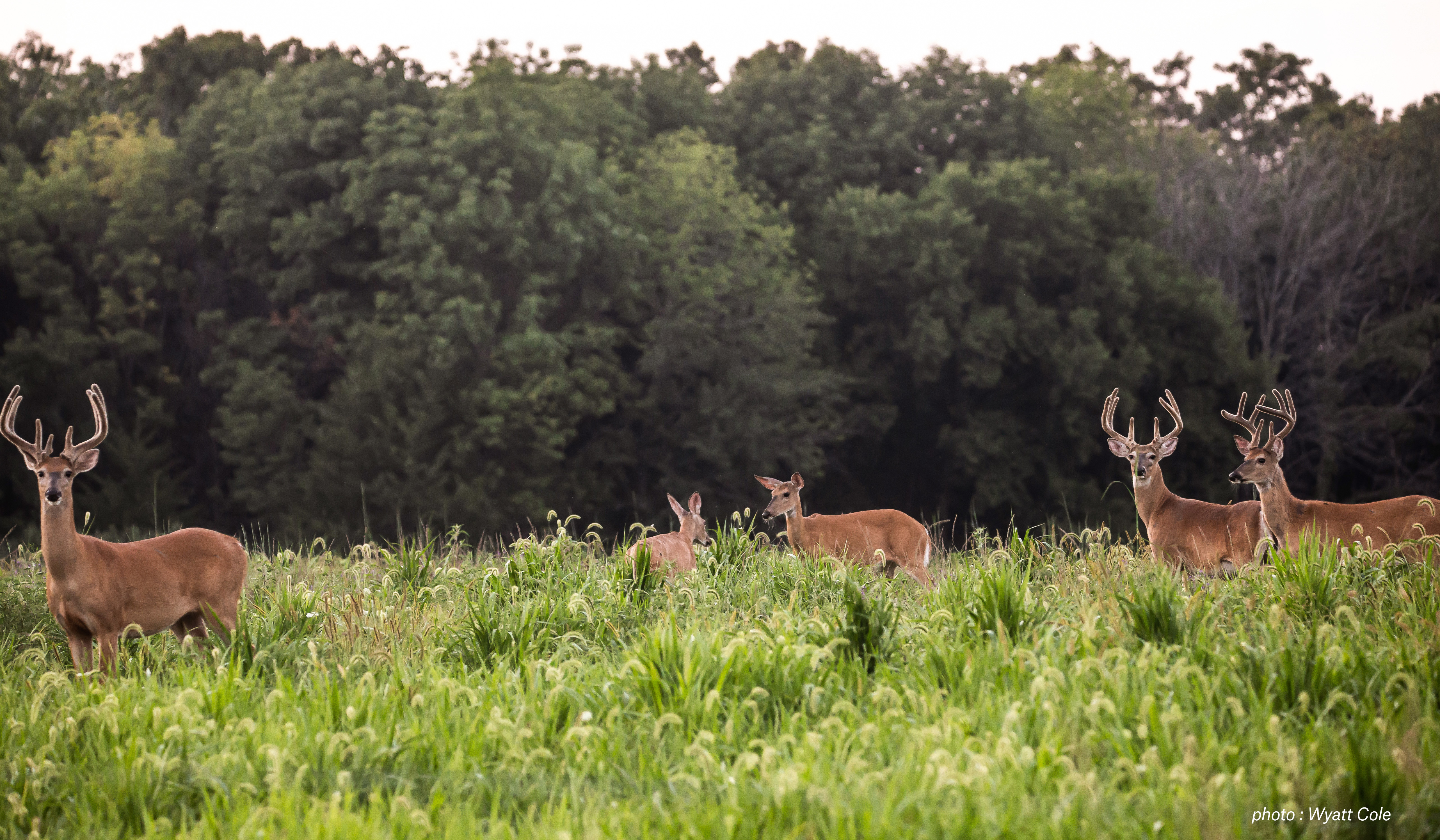 Deer in a field. Deer in a field.