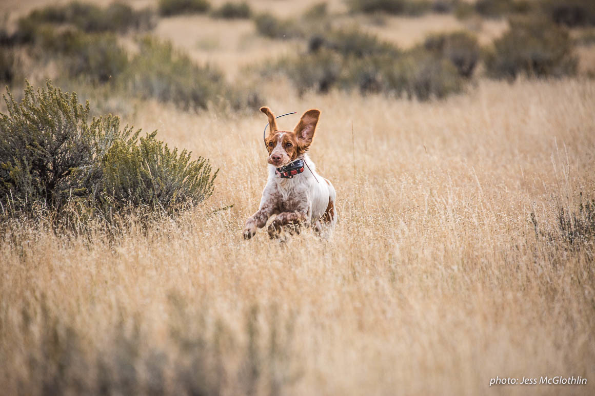 A Brittany dog runs through fields of grass and sage while upland bird hunting in eastern Montana. A Brittany dog runs through fields of grass and sage while upland bird hunting in eastern Montana.