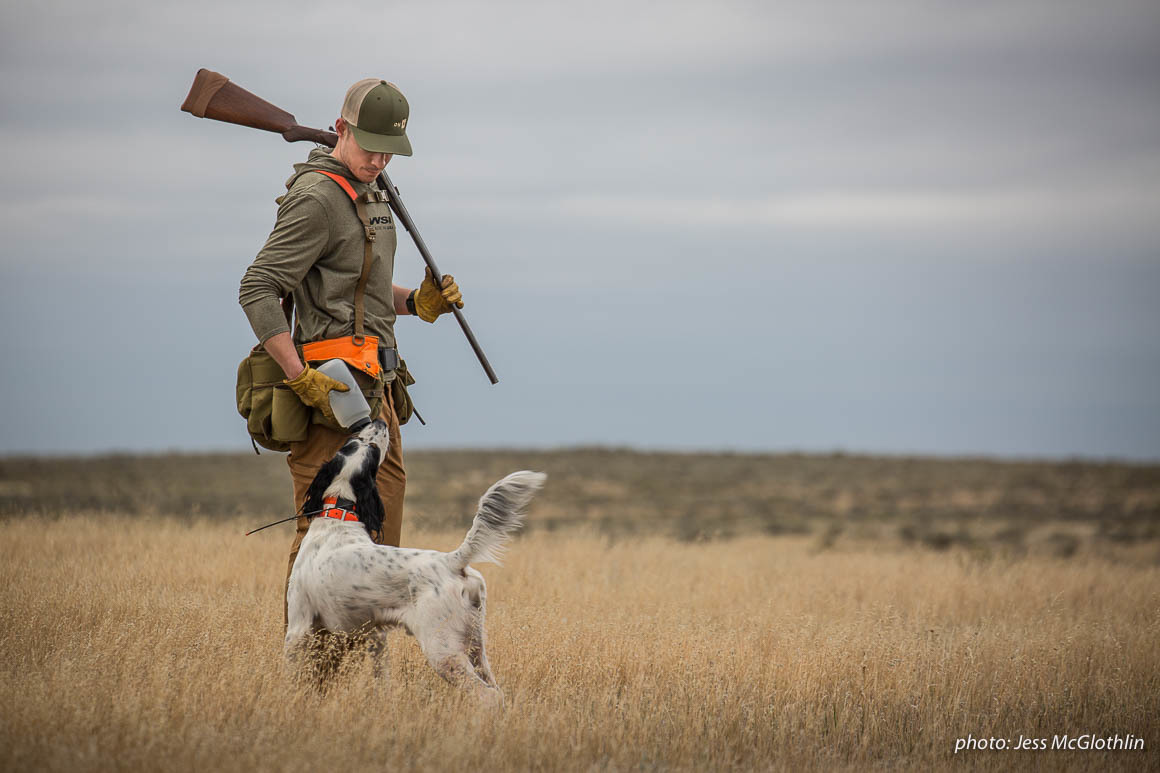 Nick Larson pauses while upland bird hunting in eastern Montana to give his English setter Hartley a much-needed drink of water. Nick Larson pauses while upland bird hunting in eastern Montana to give his English setter Hartley a much-needed drink of water.