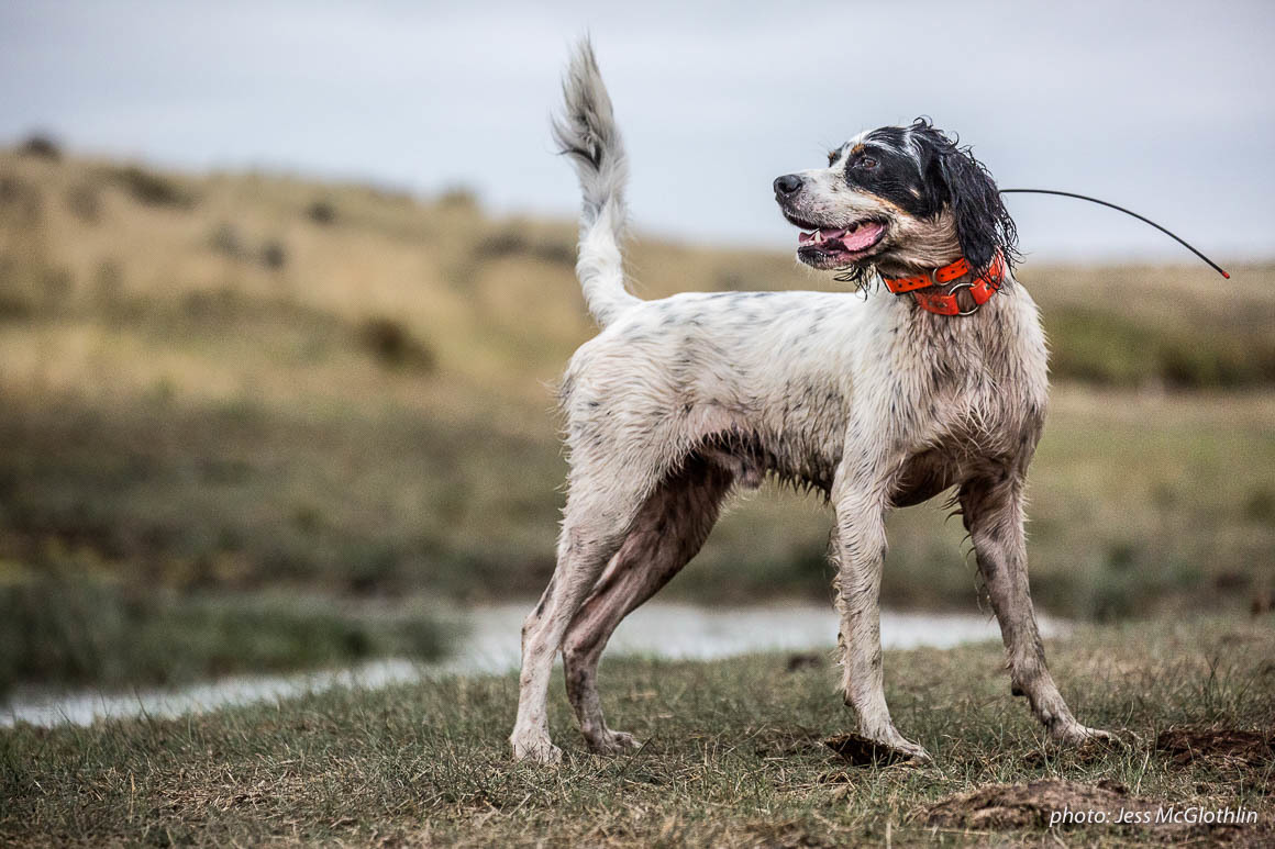 An English setter pauses in the field while upland bird hunting in eastern Montana. An English setter pauses in the field while upland bird hunting in eastern Montana.