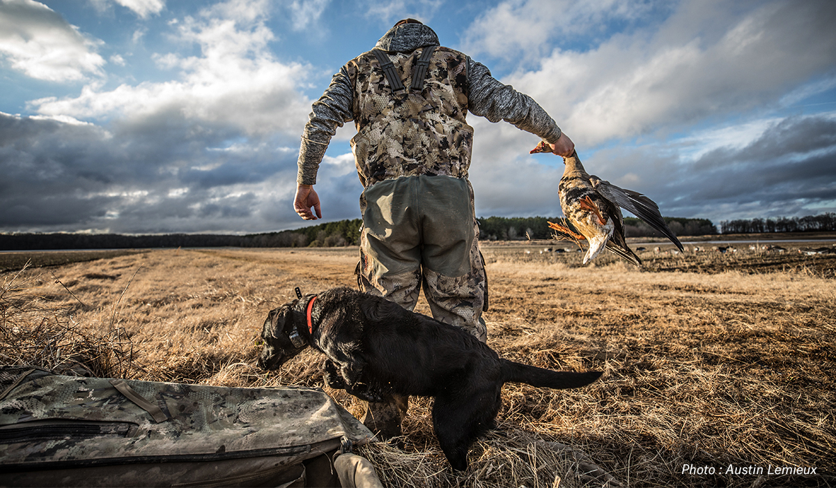 Man hunting waterfowl with black lab at his side in field. Man hunting waterfowl with black lab at his side in field.