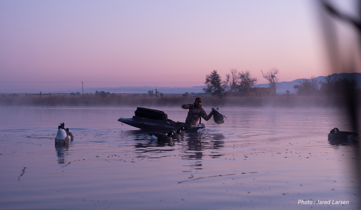 Man hunting geese and setting decoys in a pond at dawn. Man hunting geese and setting decoys in a pond at dawn.