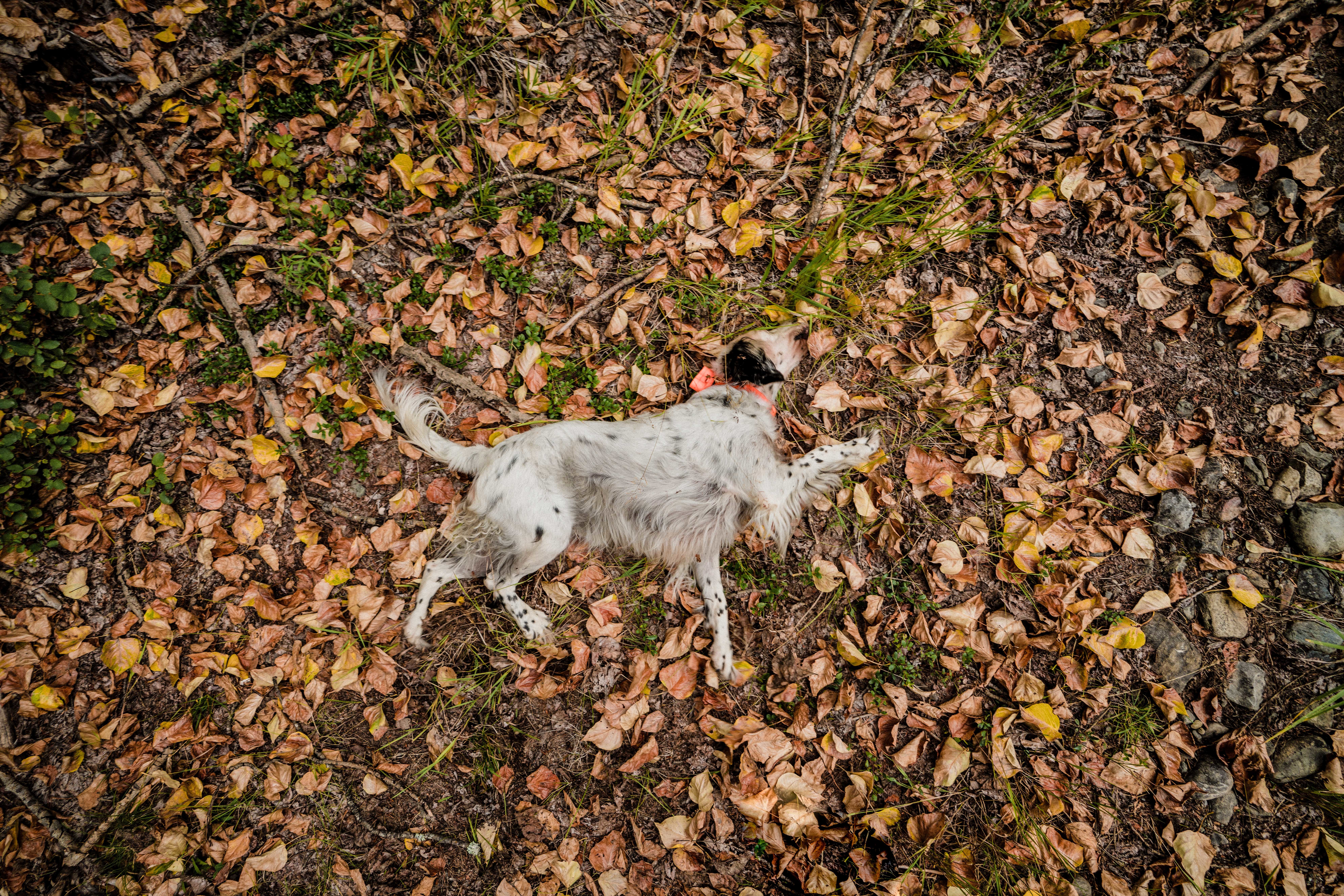 A setter rolls around in leaves while grouse hunting in northwest Montana. A setter rolls around in leaves while grouse hunting in northwest Montana.