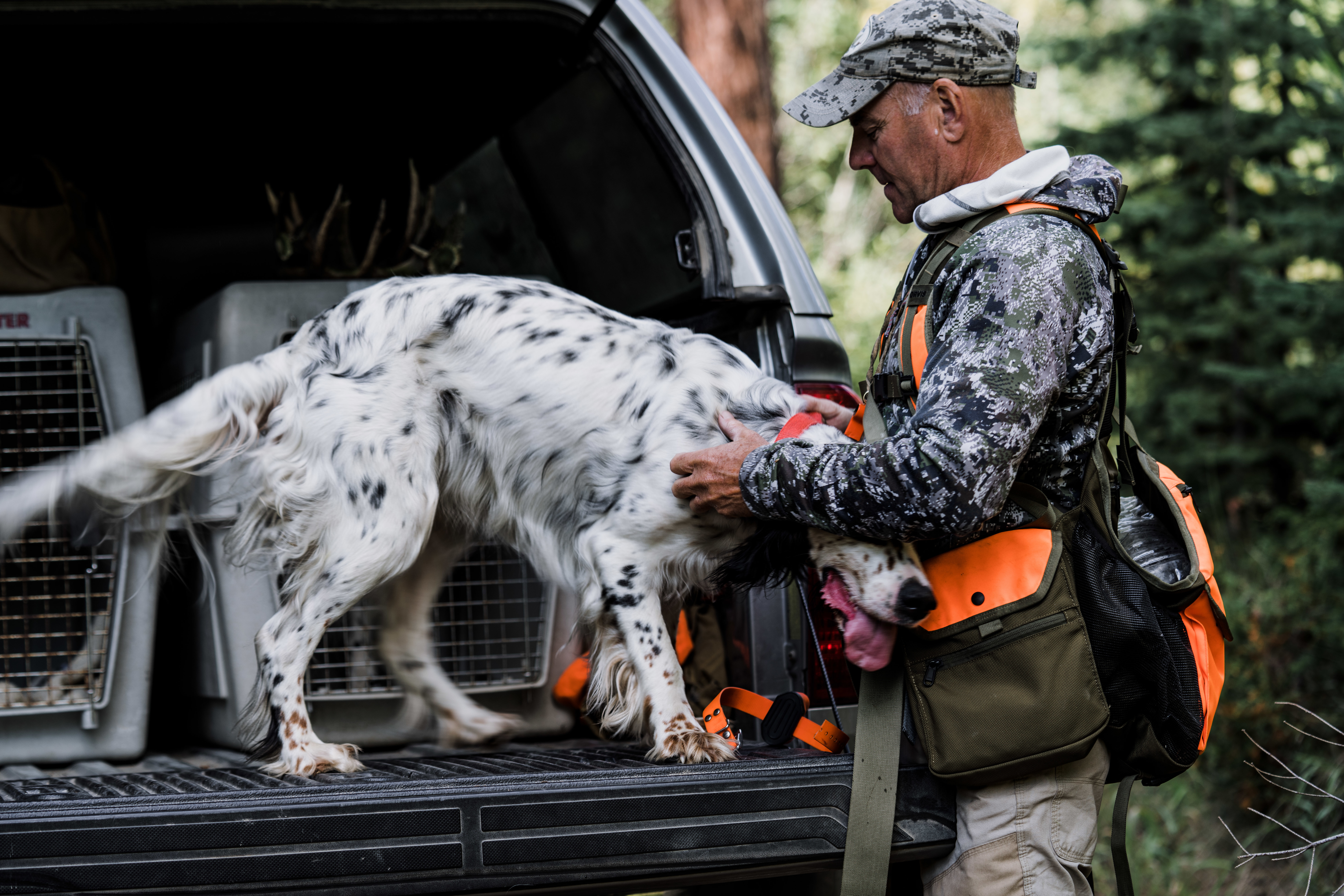 Montana outfitter Tim Linehan gets his setter ready for the hunt. Montana outfitter Tim Linehan gets his setter ready for the hunt.