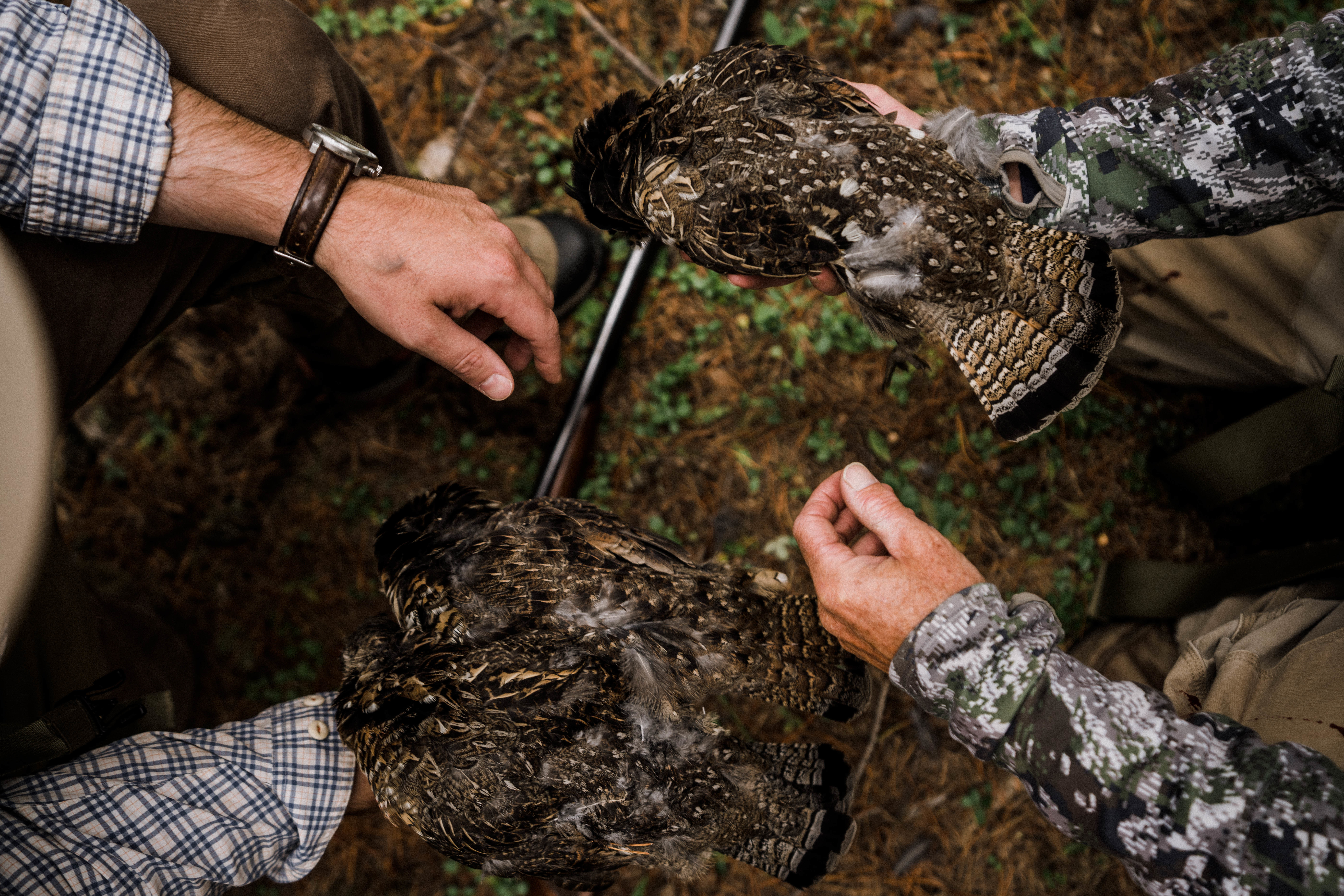 Two hunters hold ruffed grouse harvest in northwest Montana. Two hunters hold ruffed grouse harvest in northwest Montana.