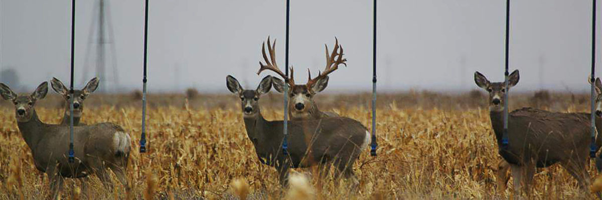 Matt Palmquist's large buck, seen in a field with a harem of does. Matt Palmquist's large buck, seen in a field with a harem of does.