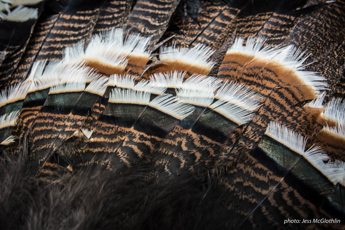 Details of turkey feathers. Details of turkey feathers.
