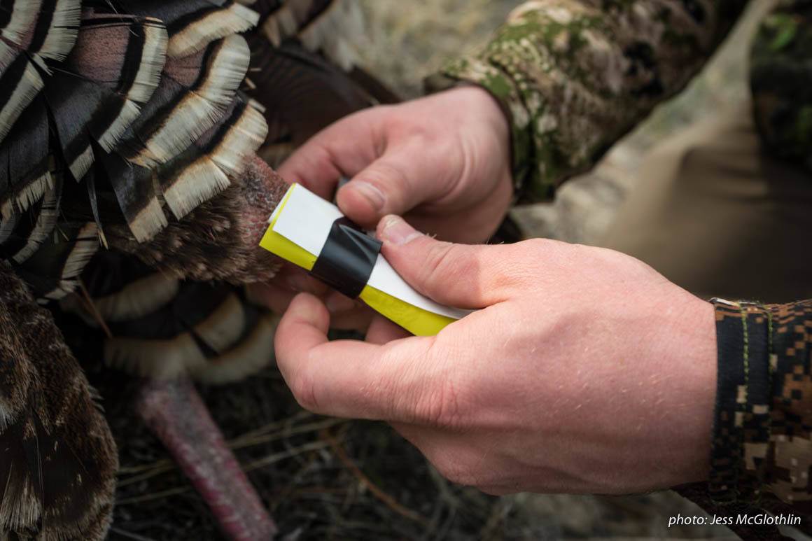 Man tagging turkey he shot during spring hunting season in Montana. Man tagging turkey he shot during spring hunting season in Montana.