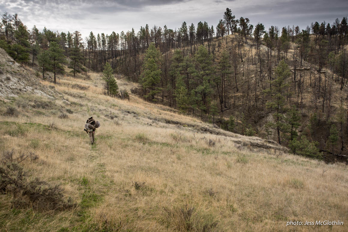 Hunter hiking out through recent wildfire burn with a turkey on his shoulder in Montana. Hunter hiking out through recent wildfire burn with a turkey on his shoulder in Montana.