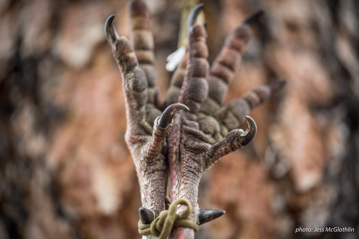 Details of turkey feet, hung against a tree after being shot. Details of turkey feet, hung against a tree after being shot.