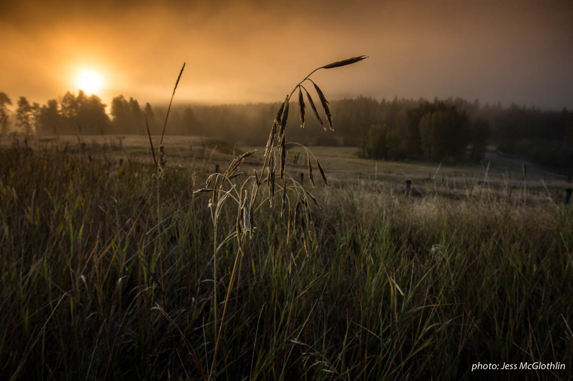 Grass with frost during sunrise over Blackfoot River in Montana. Grass with frost during sunrise over Blackfoot River in Montana.