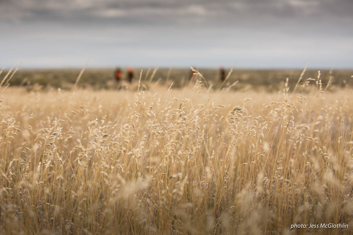 Grass in a field in Montana with men upland game hunting in the background during sotrmy fall day. Grass in a field in Montana with men upland game hunting in the background during sotrmy fall day.