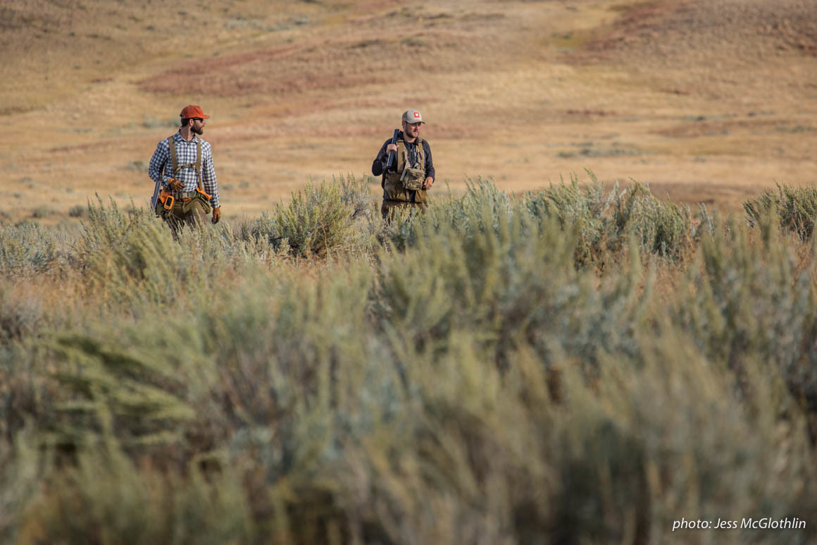 Men walk through a field while upland bird hunting in Montana. Men walk through a field while upland bird hunting in Montana.