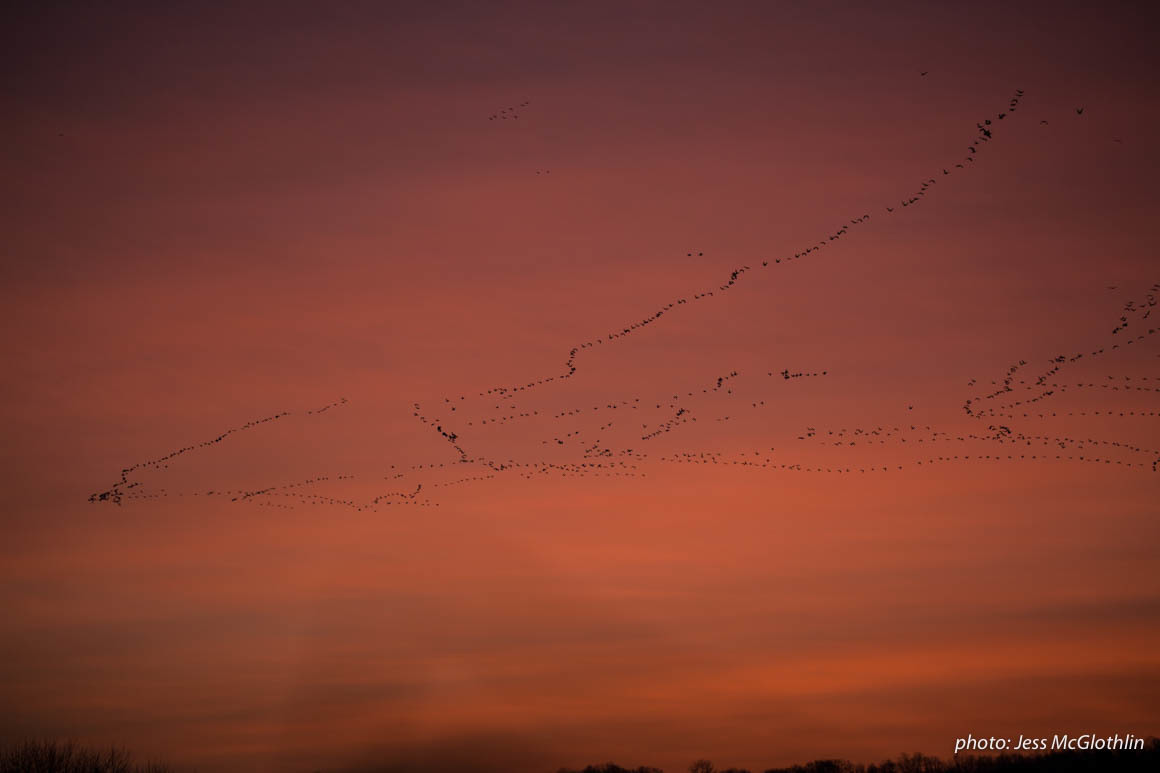 Migrating geese shown against an orange sunrise. Migrating geese shown against an orange sunrise.