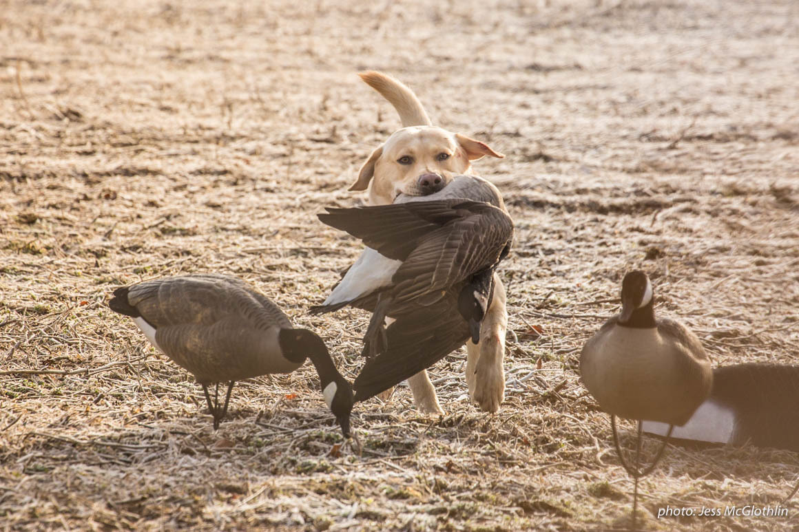 Yellow lab retrieving a Canadian goose and running through a field of decoys. Yellow lab retrieving a Canadian goose and running through a field of decoys.