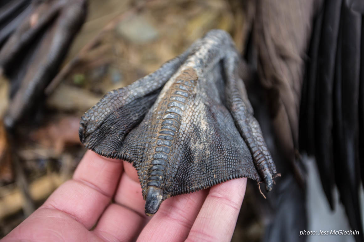 Hand holding the webbed foot of a Canadian goose shot while hunting in New Jersey. Hand holding the webbed foot of a Canadian goose shot while hunting in New Jersey.