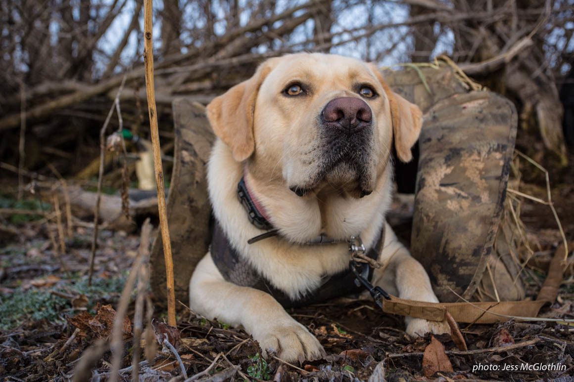 Yellow lab waiting in a dog blind while hunting geese. Yellow lab waiting in a dog blind while hunting geese.