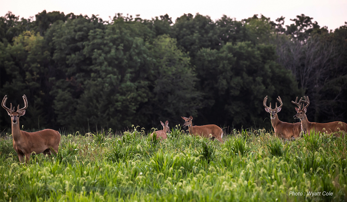 Whitetail deer browse a field. Whitetail deer browse a field.