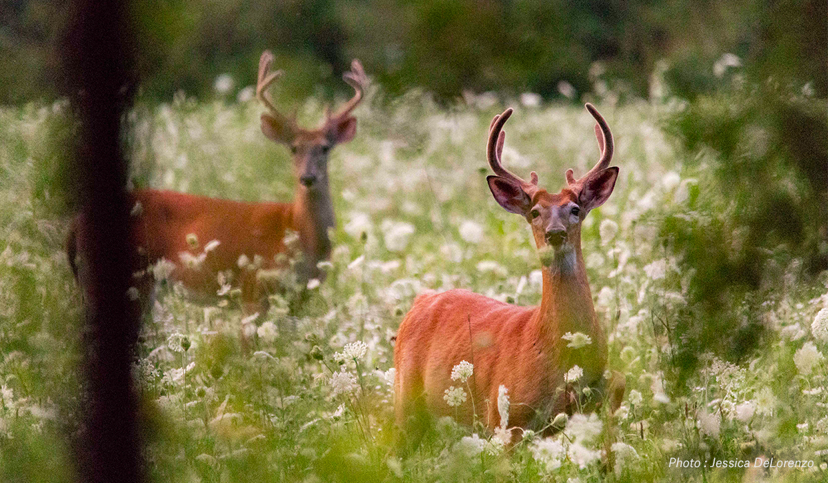 Two whitetail bucks in a field. Two whitetail bucks in a field.