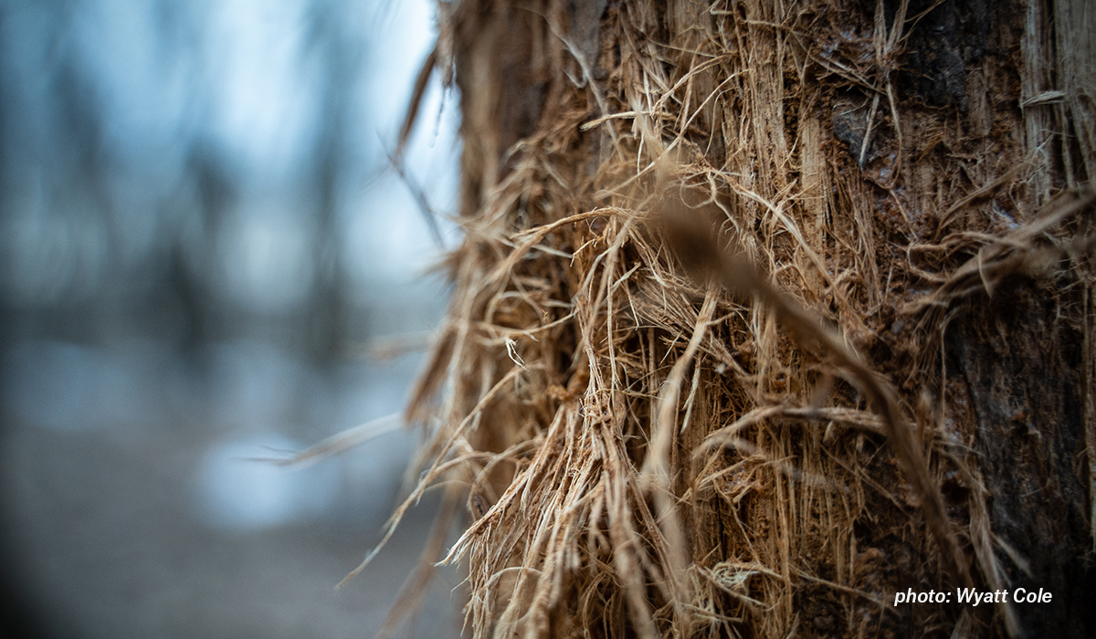 Image of deer rub while hunting in the woods. Image of deer rub while hunting in the woods.