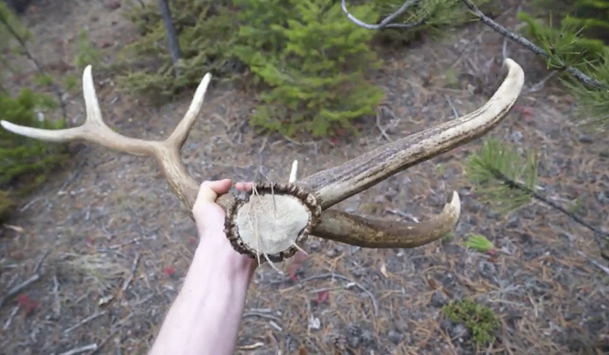 Shed hunting GIF with photographer and onX Ambassador Steven Drake. Shed hunting GIF with photographer and onX Ambassador Steven Drake.