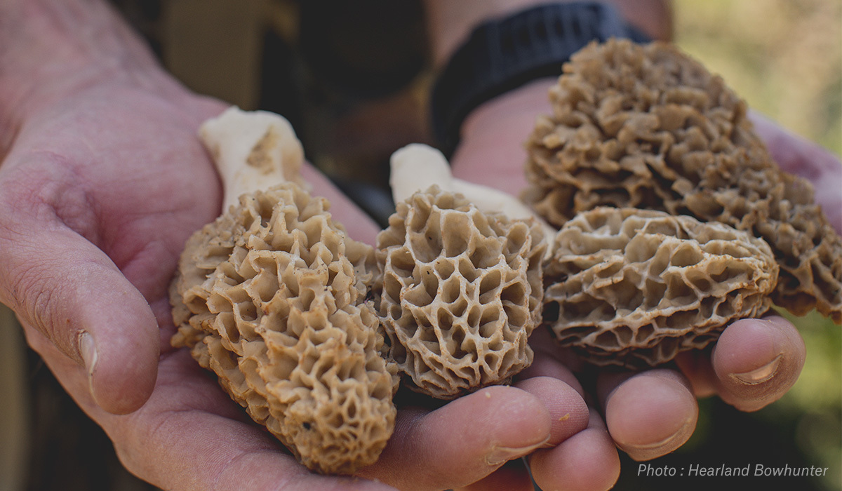 Morel mushrooms in a man's hand. Morel mushrooms in a man's hand.