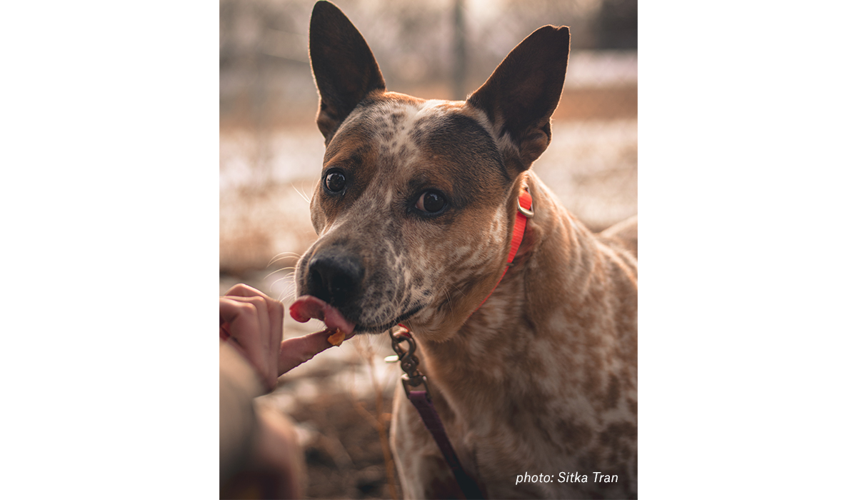Yoda the dog gets plenty of cuddles and walks at the Humane Society of Western Montana. Yoda the dog gets plenty of cuddles and walks at the Humane Society of Western Montana.