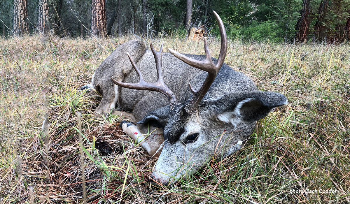 Army veteran and onX staffer Zach Condon's wife, Jessi, harvested this mule deer on opening day in Montana. Army veteran and onX staffer Zach Condon's wife, Jessi, harvested this mule deer on opening day in Montana.