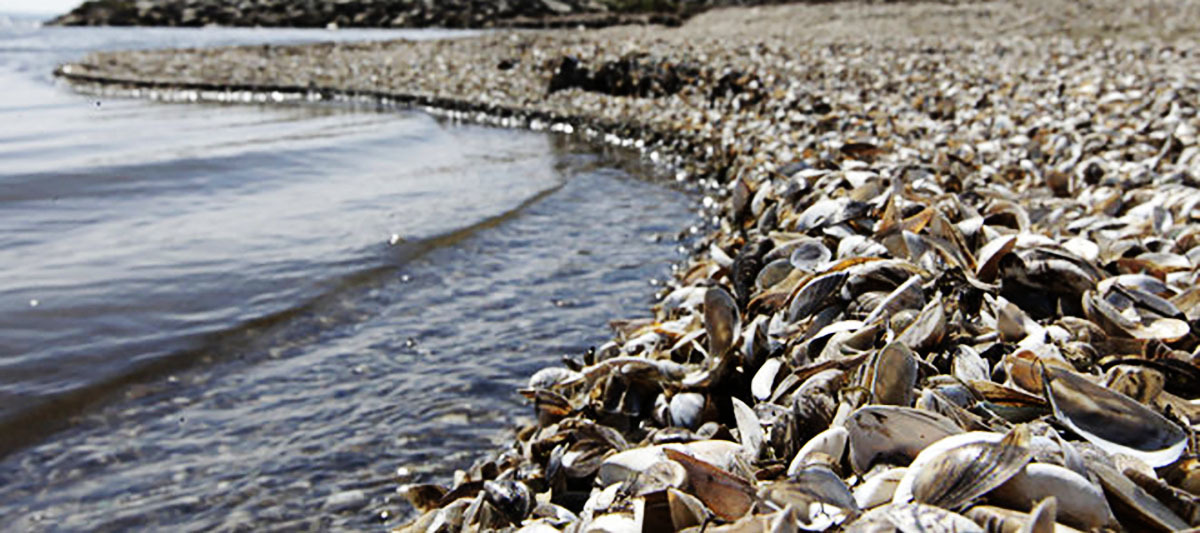 ais-photo-zebramussels.jpg?mtime=20170608132108#asset:2195