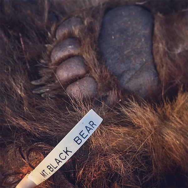 bear-paw-tag.jpg?mtime=20170608130956#asset:2189