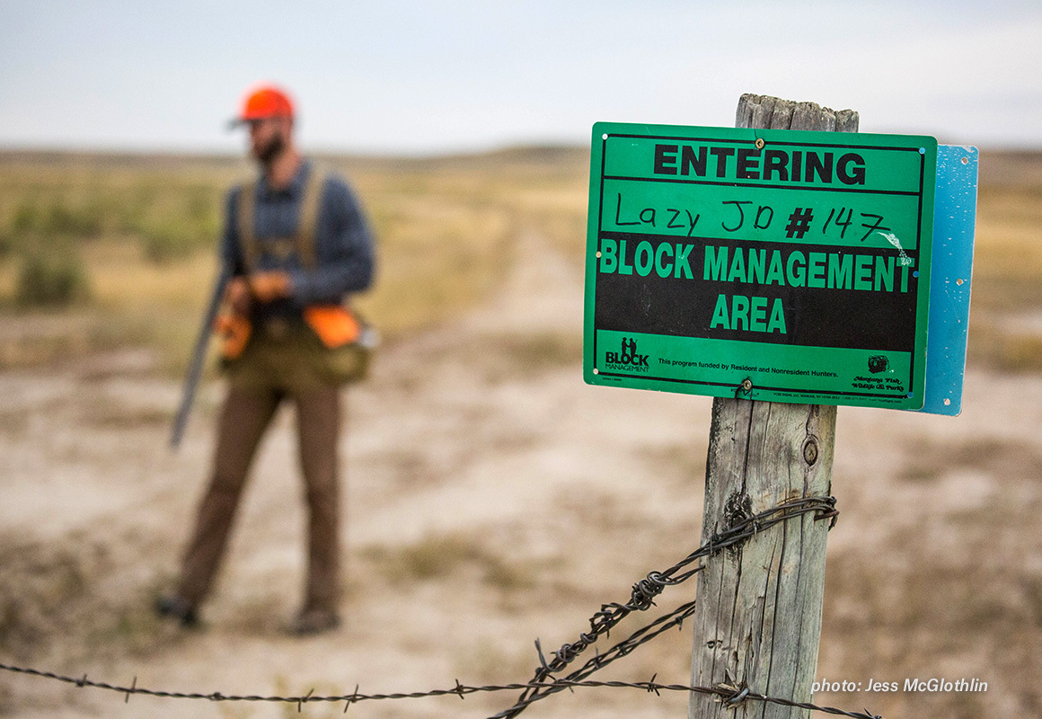 An upland hunter walks out of a section of Montana Block Management land. An upland hunter walks out of a section of Montana Block Management land.