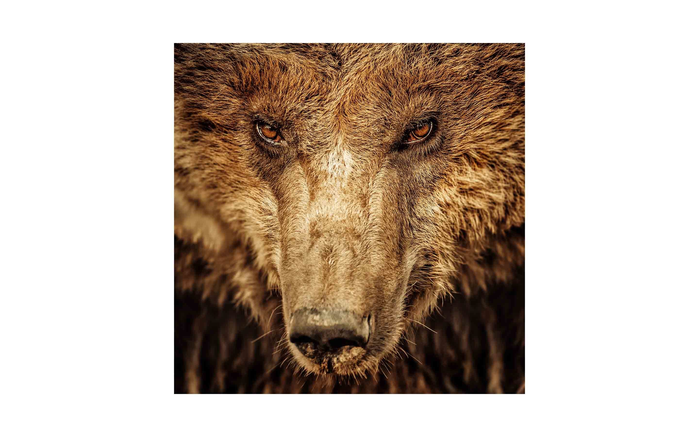 ak-grizz-via-shutterstock.jpg?mtime=20170811093756#asset:6246