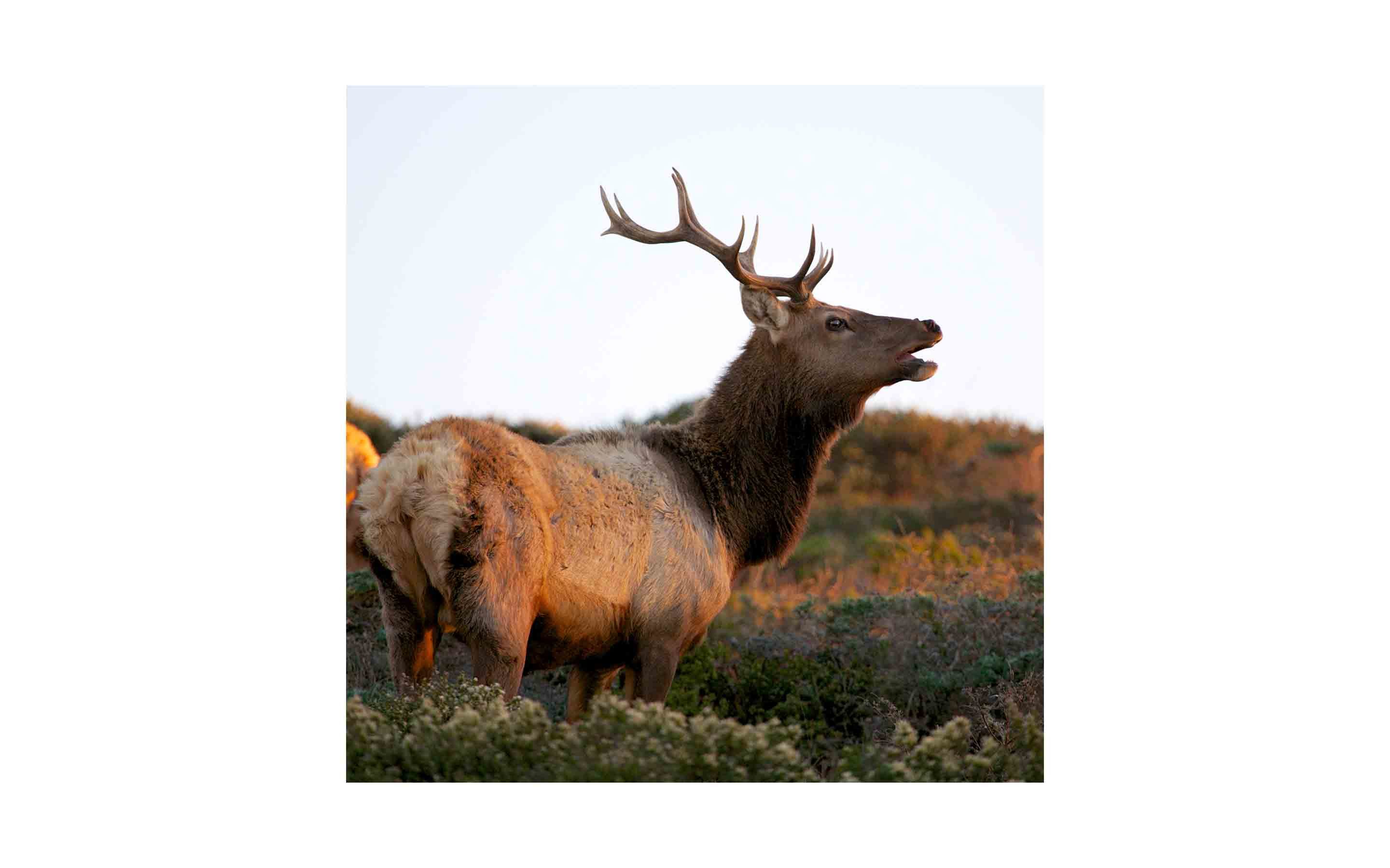 ca-elk-via-shutterstock.jpg?mtime=20170811134651#asset:6291